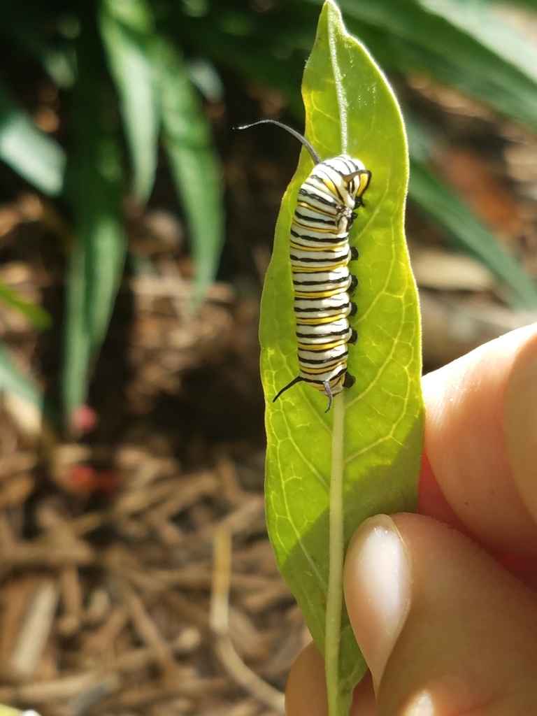 Monarch from Tuleta at San Antonio Zoo Entrance, San Antonio, TX 78212