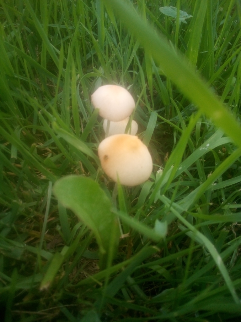 milky conecap from Cambridge Township, PA, USA on July 19, 2019 at 11