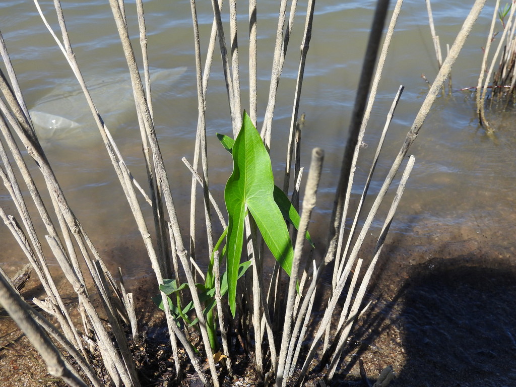 broadleaf arrowhead from Cedar Hill, TX, USA on August 24, 2016 at 0947 PM by tadamcochran