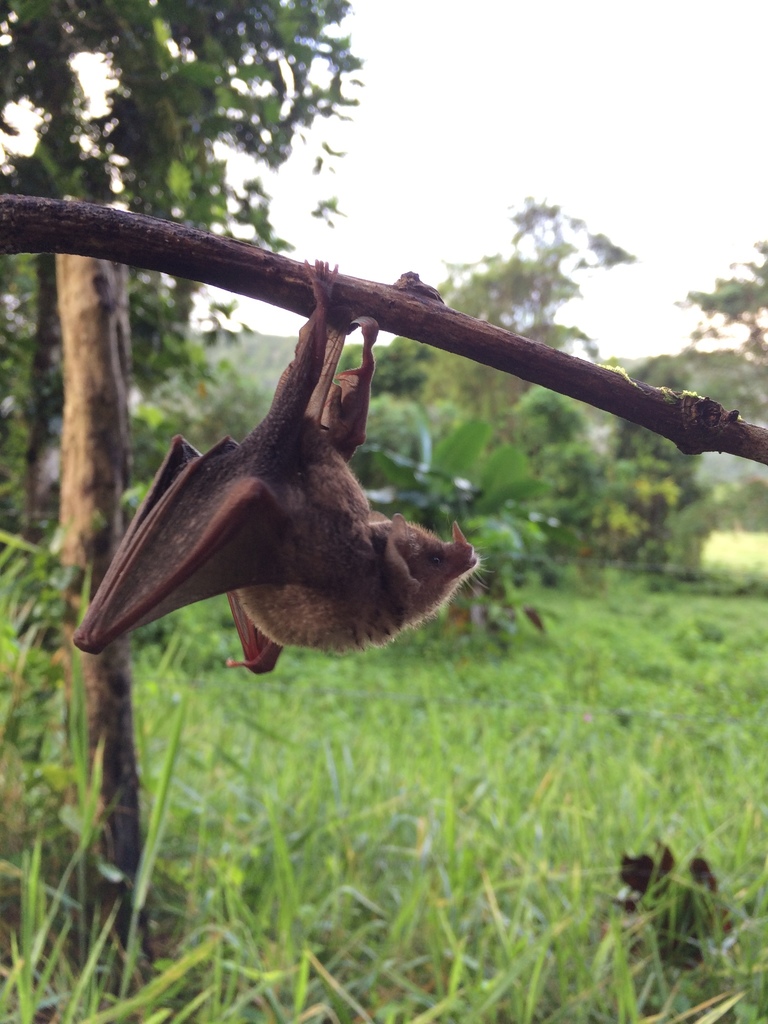 Leach's Single Leaf Bat from Windsor Research Centre, Trelawny, Jamaica on December 05, 2014 at