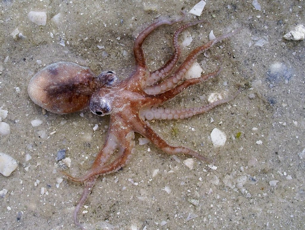 Smallest Octopus Species