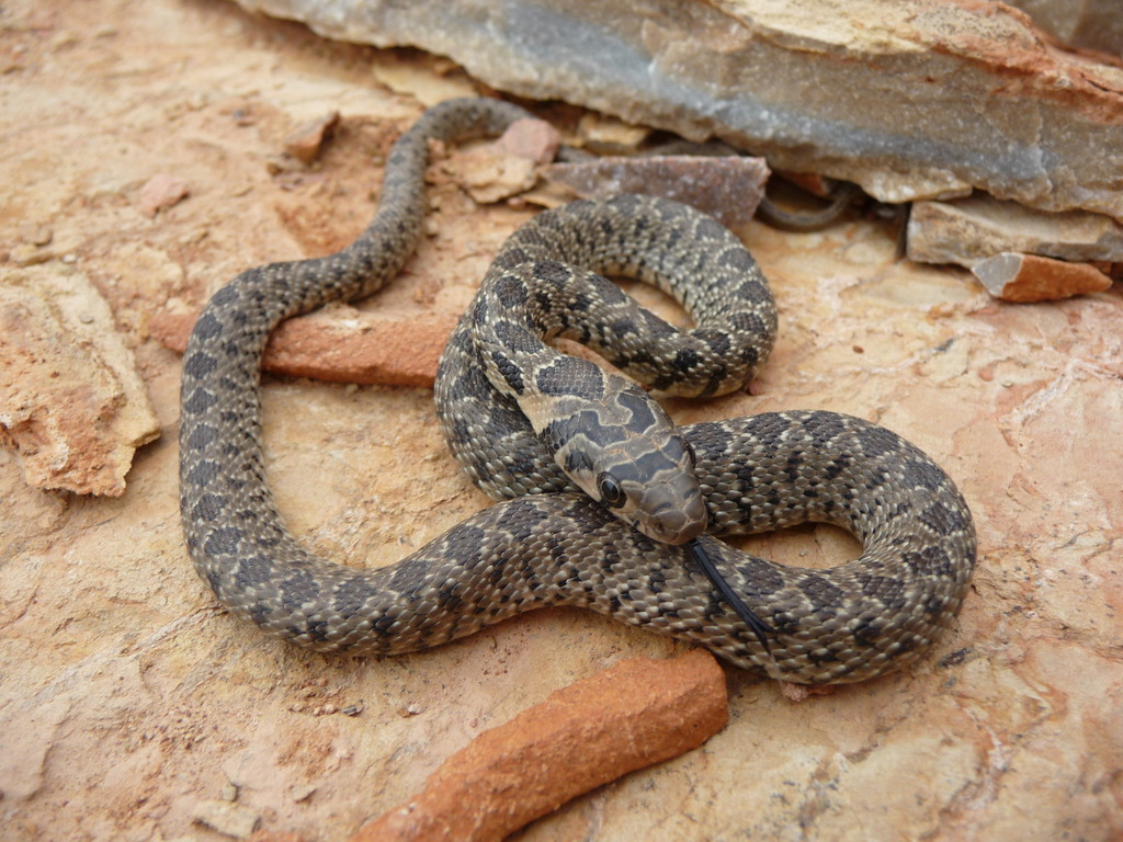 Horseshoe Whip Snake (Monfrague Nature Park Field Guide) · iNaturalist