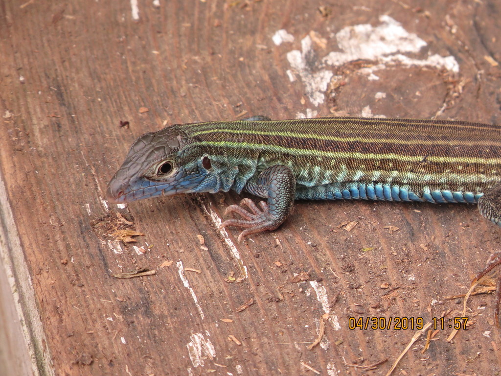 13 Lizards With Blue Bellies (Pictures and Identification)