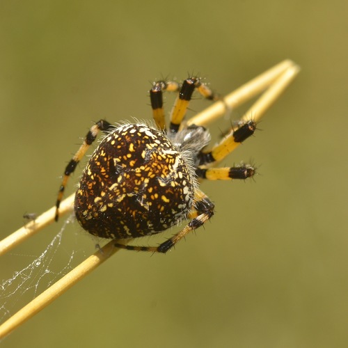 Spiders of Mexico · iNaturalist