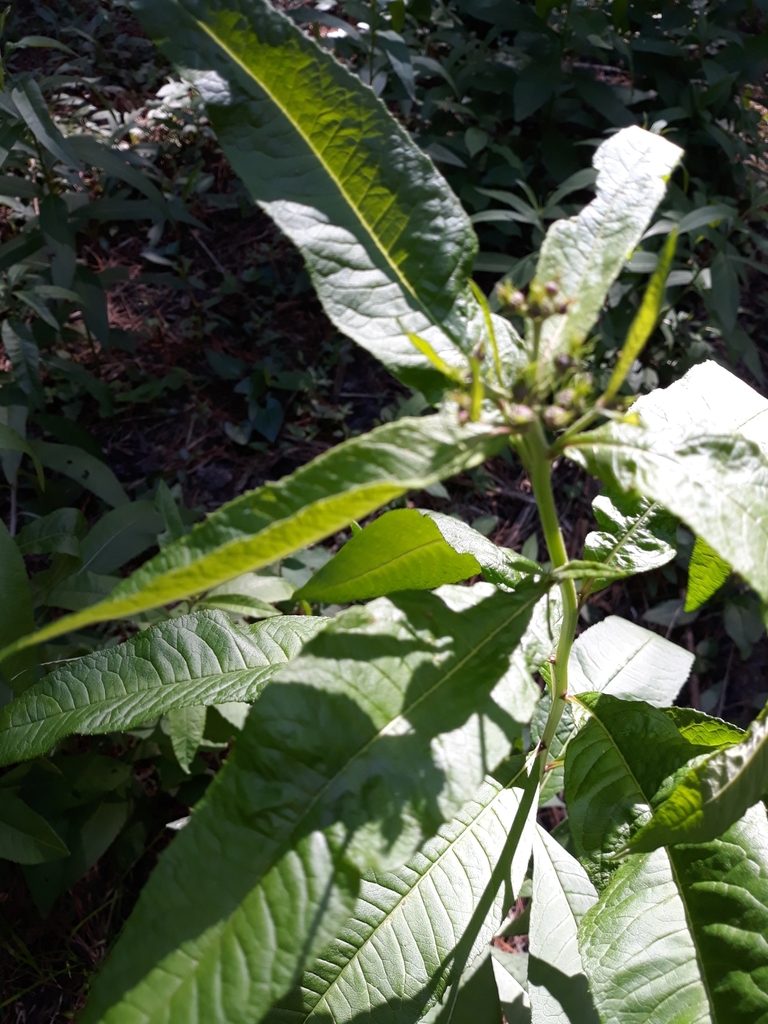 Tall Ironweed from Harleyville, SC 29448, USA on October 12, 2019 at 12