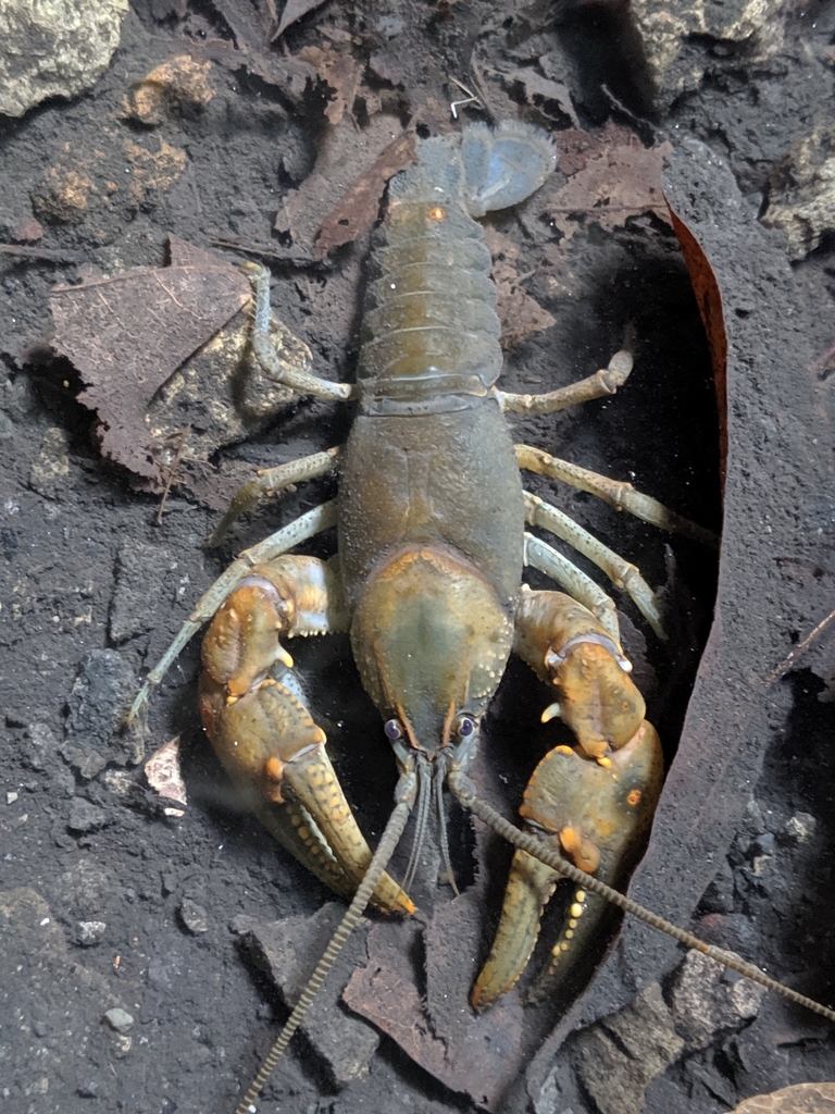 Rock Crayfish from Rockland Township, PA, USA on October 12, 2019 at 02