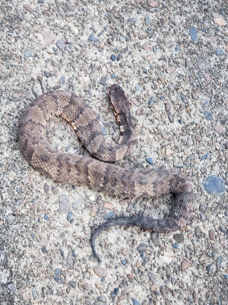Northern Cottonmouth from Arkadelphia, AR 71923, USA on October 20