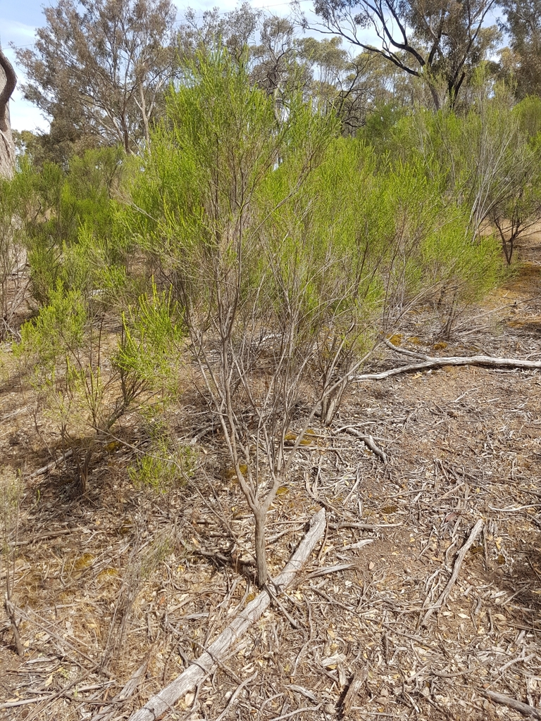 Sifton Bush from Barkers Creek VIC 3451, Australia on November 5, 2019