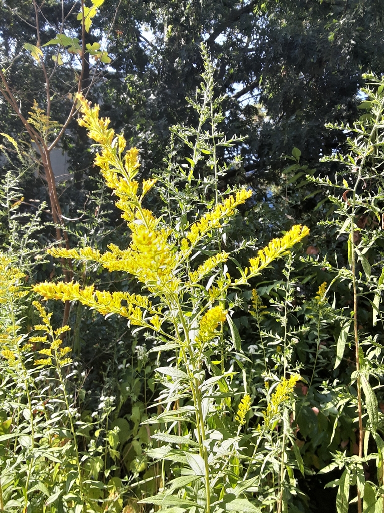 Canada goldenrod from Central Business District, Newark, NJ 07102, USA