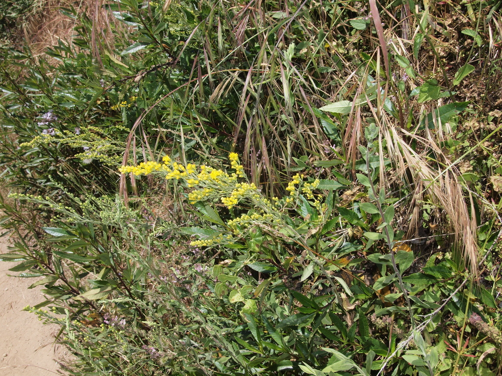 California Goldenrod (Rancho del Oso Big Basin Redwoods State Park