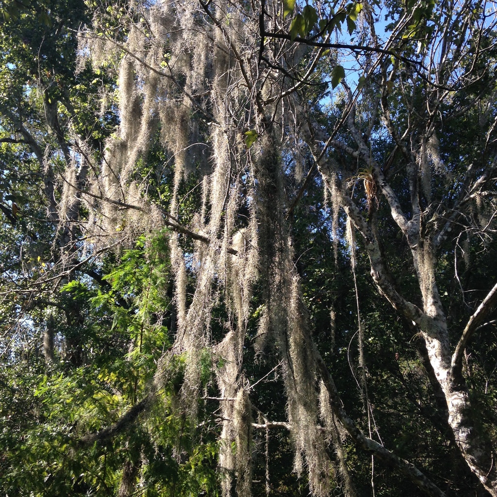 Spanish Moss Nature