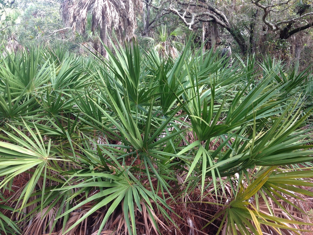 Saw Palmetto (SPC Florida Plants ) · iNaturalist