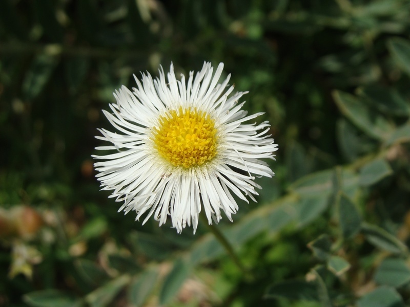 Pata de león (Flora del bosque mesófilo de montaña y vegetación