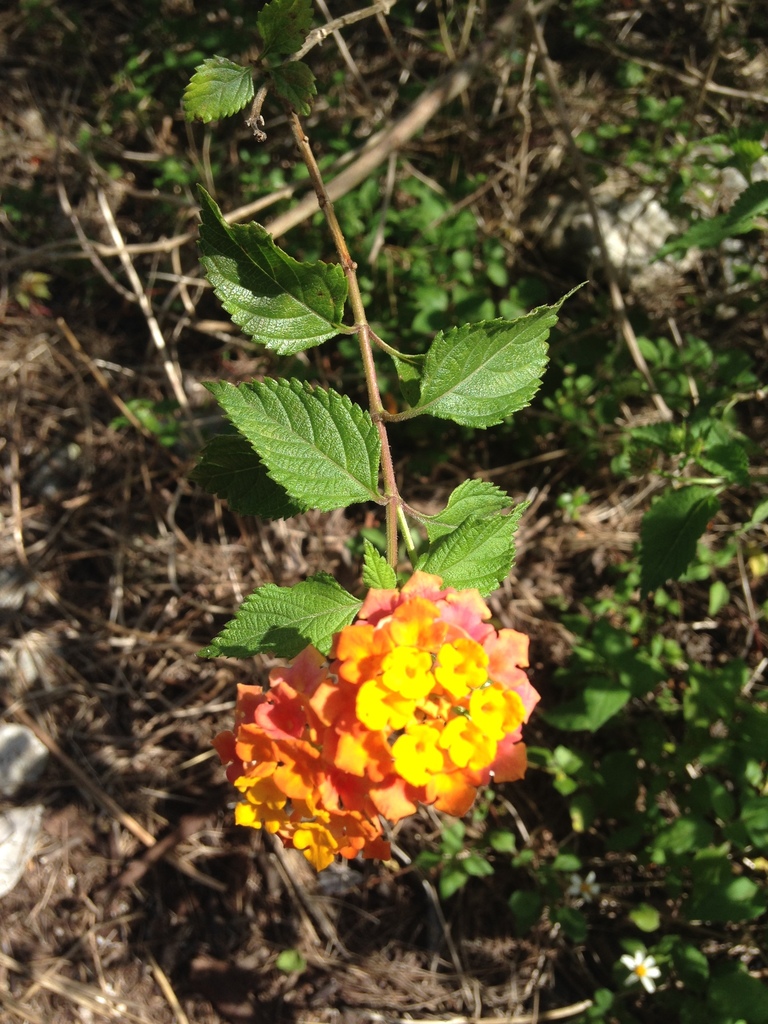 common lantana (SPC Florida Plants ) · iNaturalist