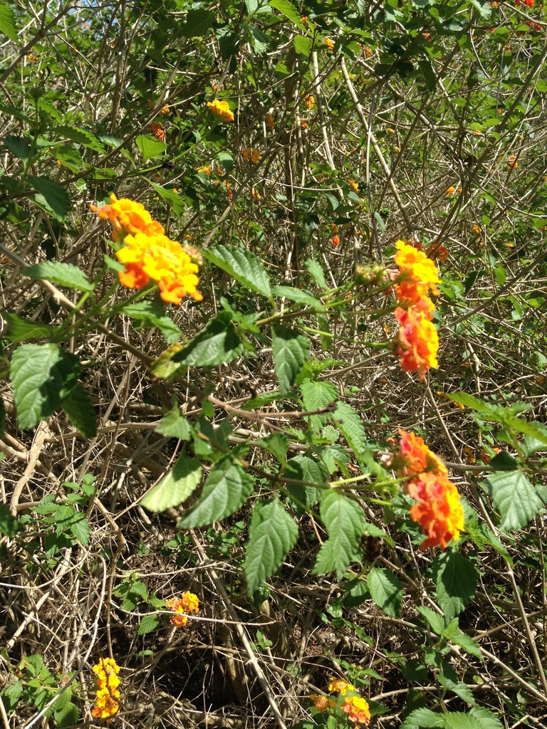 common lantana (SPC Florida Plants ) · iNaturalist