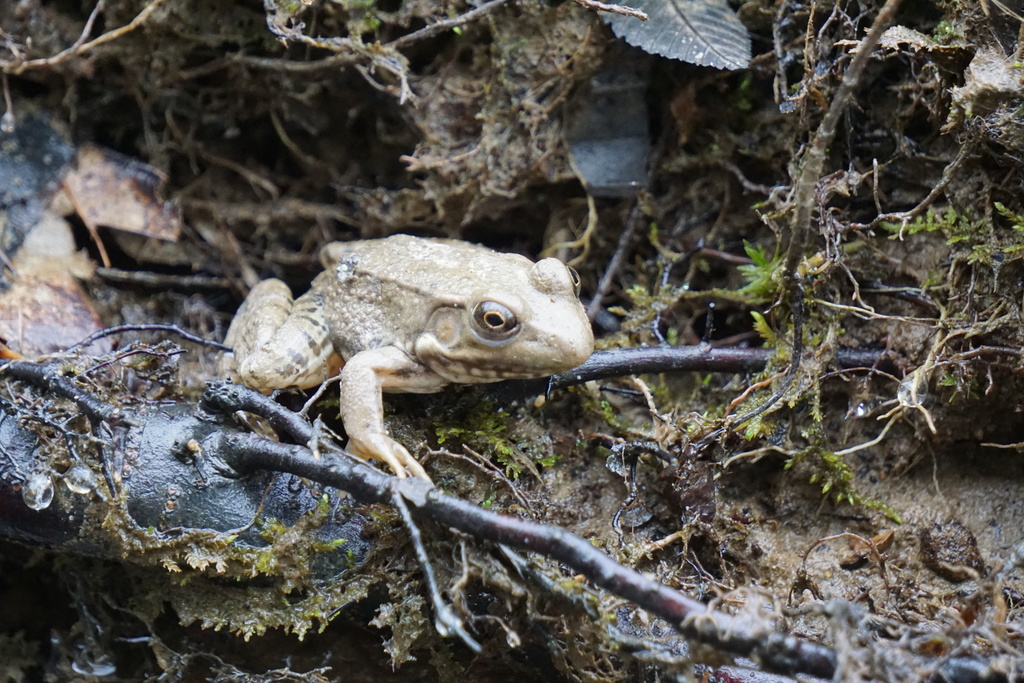 Green Frog from McCreary County, KY, USA on March 15, 2020 at 1039 AM