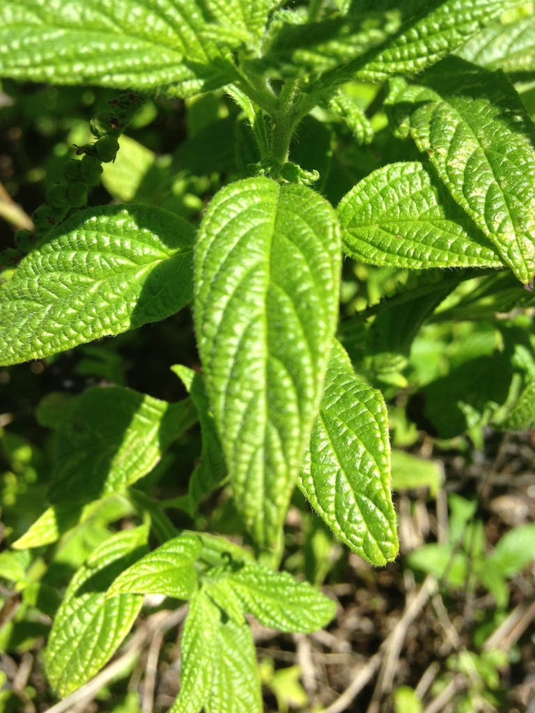 Scorpion'stail (SPC Florida Plants ) · iNaturalist