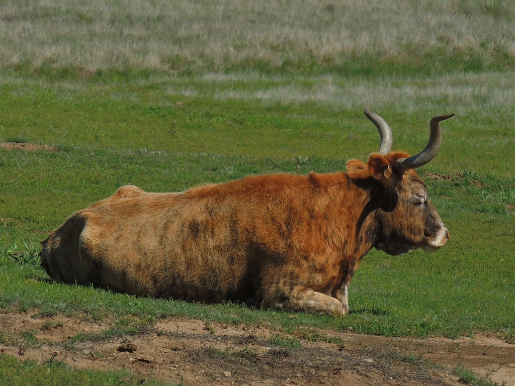 Domestic Cattle from Comanche County, OK, USA on April 16, 2020 at 11