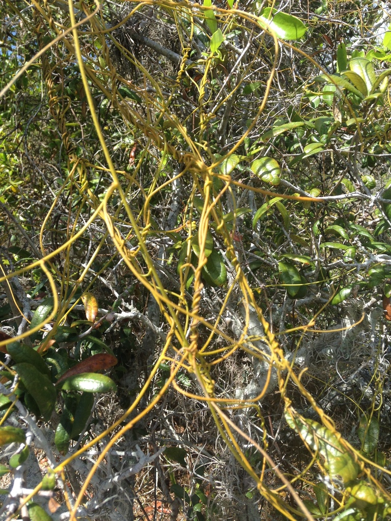Love Vine (SPC Florida Plants ) · iNaturalist