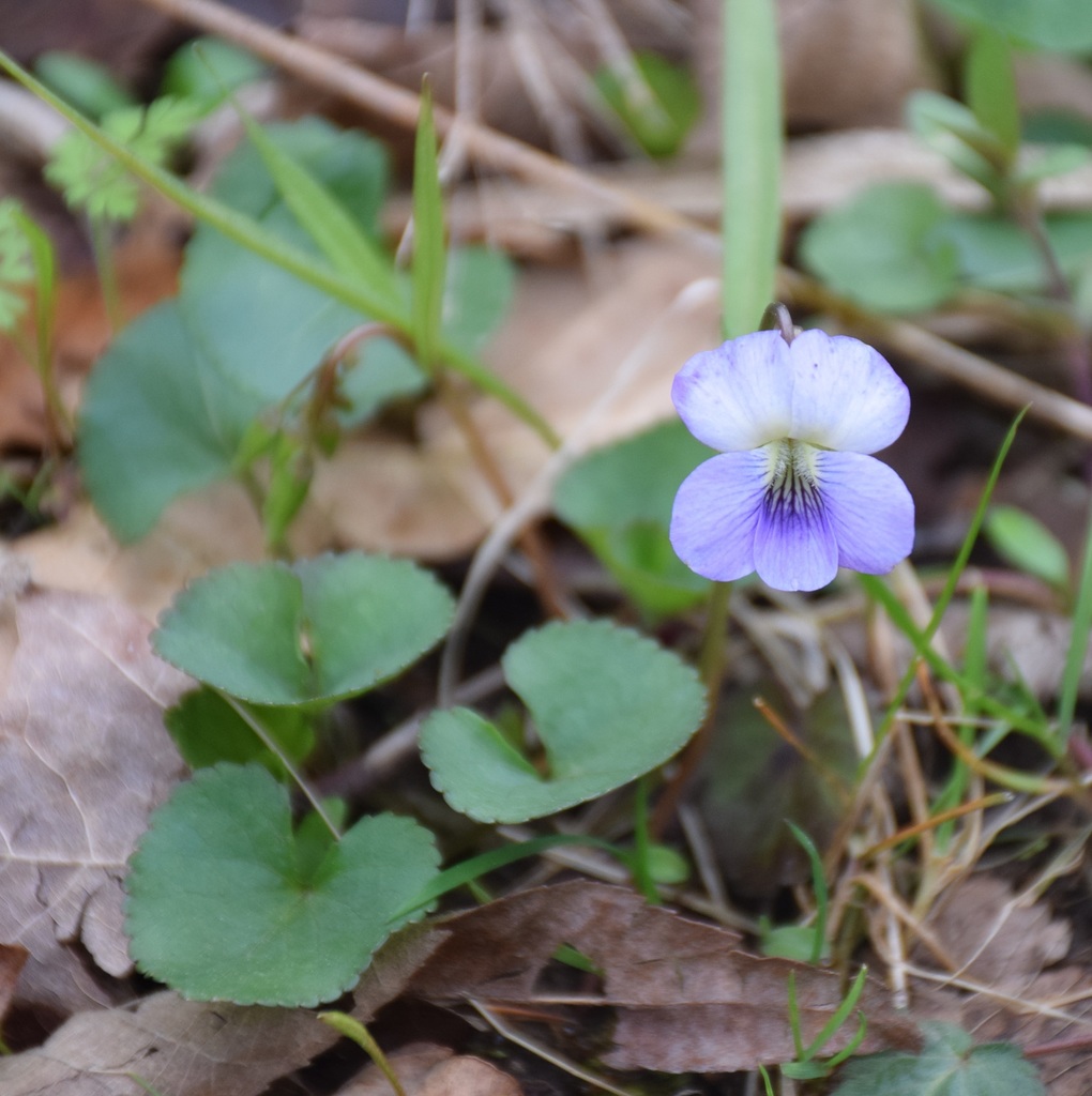 Common Blue Violet (Wildflowers of the Preserve at Shaker Village