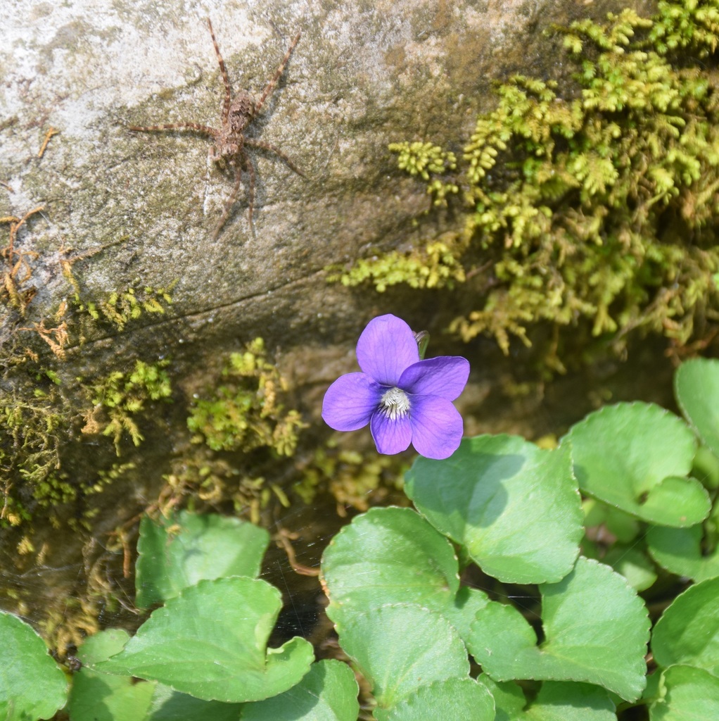 Common Blue Violet (Wildflowers of the Preserve at Shaker Village