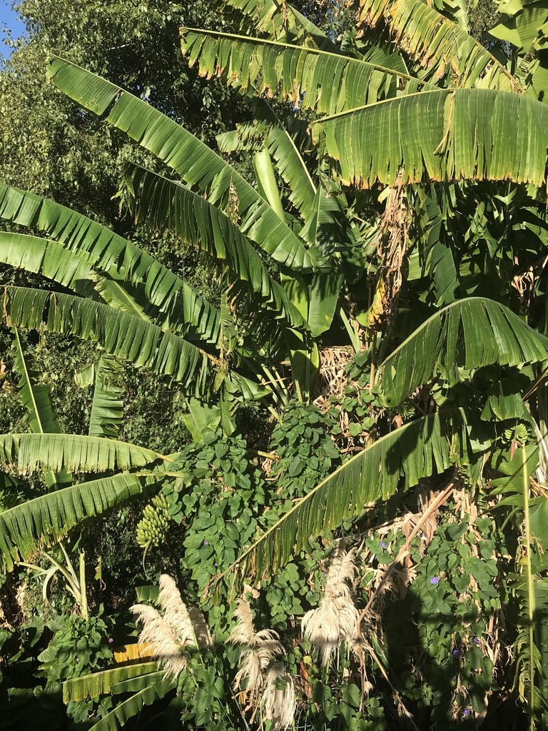 Plantain from Purewa Cemetery and Cremetorium, Meadowbank, Auckland, NZ