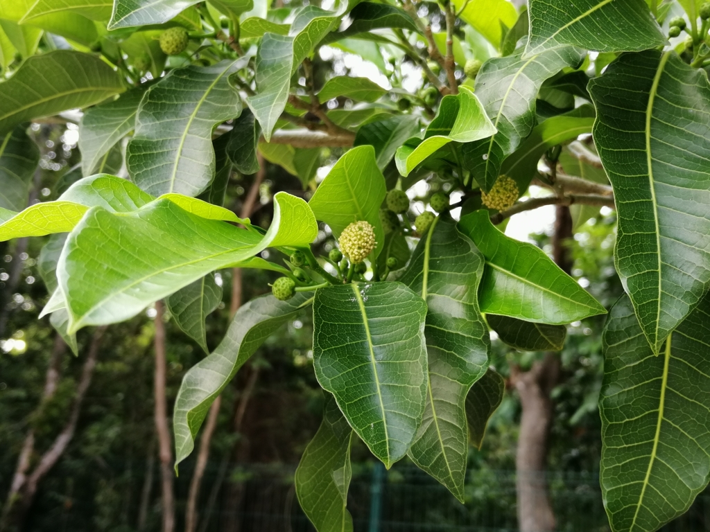 Bread nut from Gran Santa Fe, 32, 77508 Cancún, Q.R., México on May 27