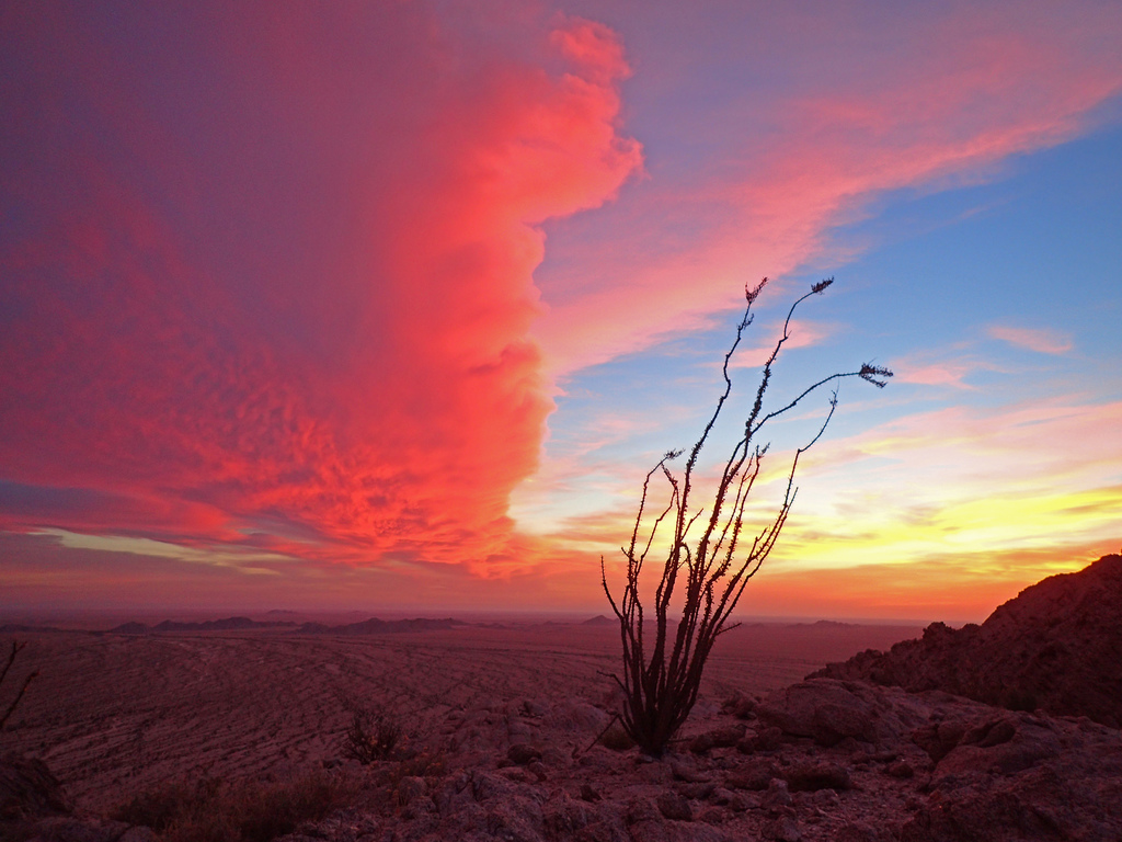 ocotillo from Yuma County, AZ, USA on April 27, 2017 at 0728 PM by