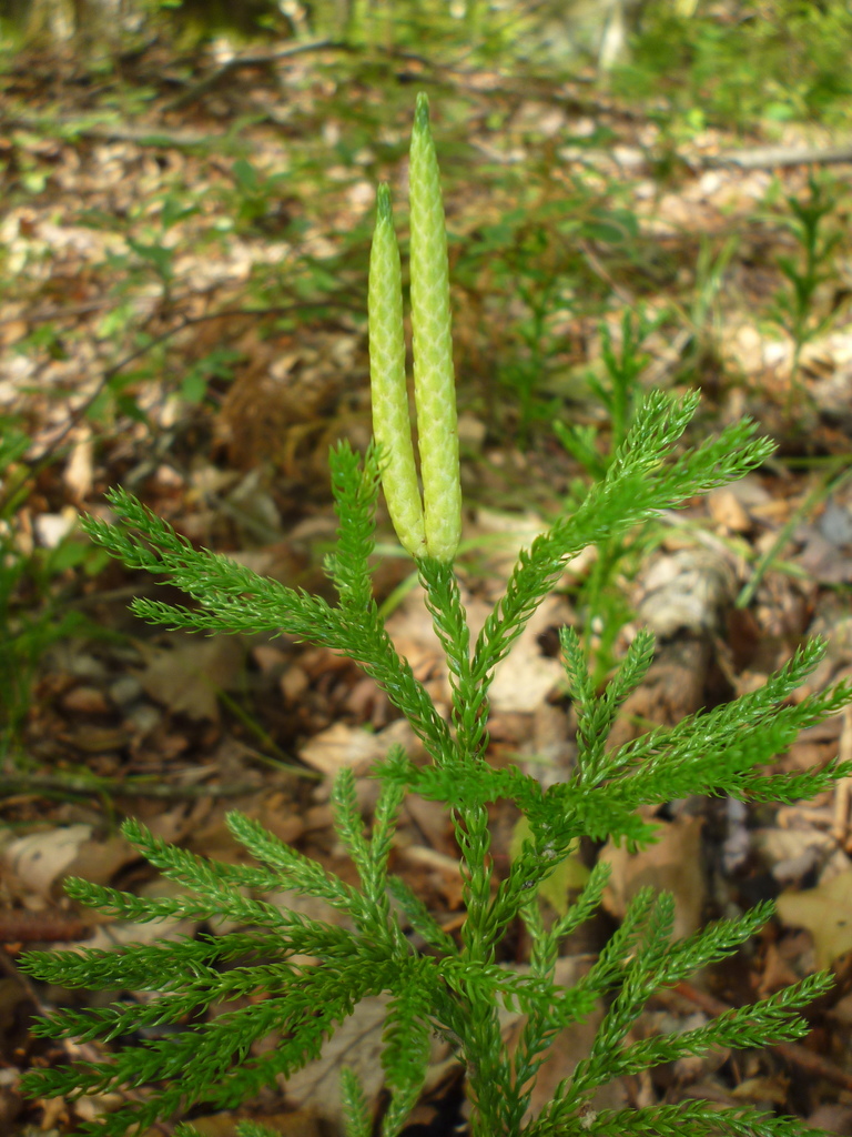Dendrolycopodium (Brandeis University Lichen, Fungi and Nonflowering
