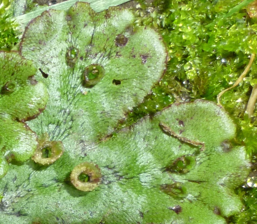 Common liverwort (Brandeis University Lichen, Fungi and Nonflowering