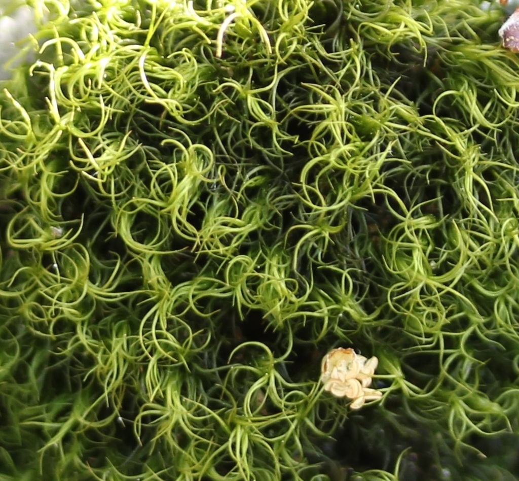 Broom Moss (Brandeis University Lichen, Fungi and Nonflowering