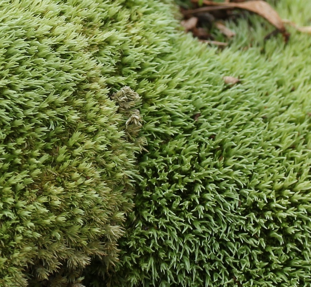 Leucobryum Mosses (Brandeis University Lichen, Fungi and Non