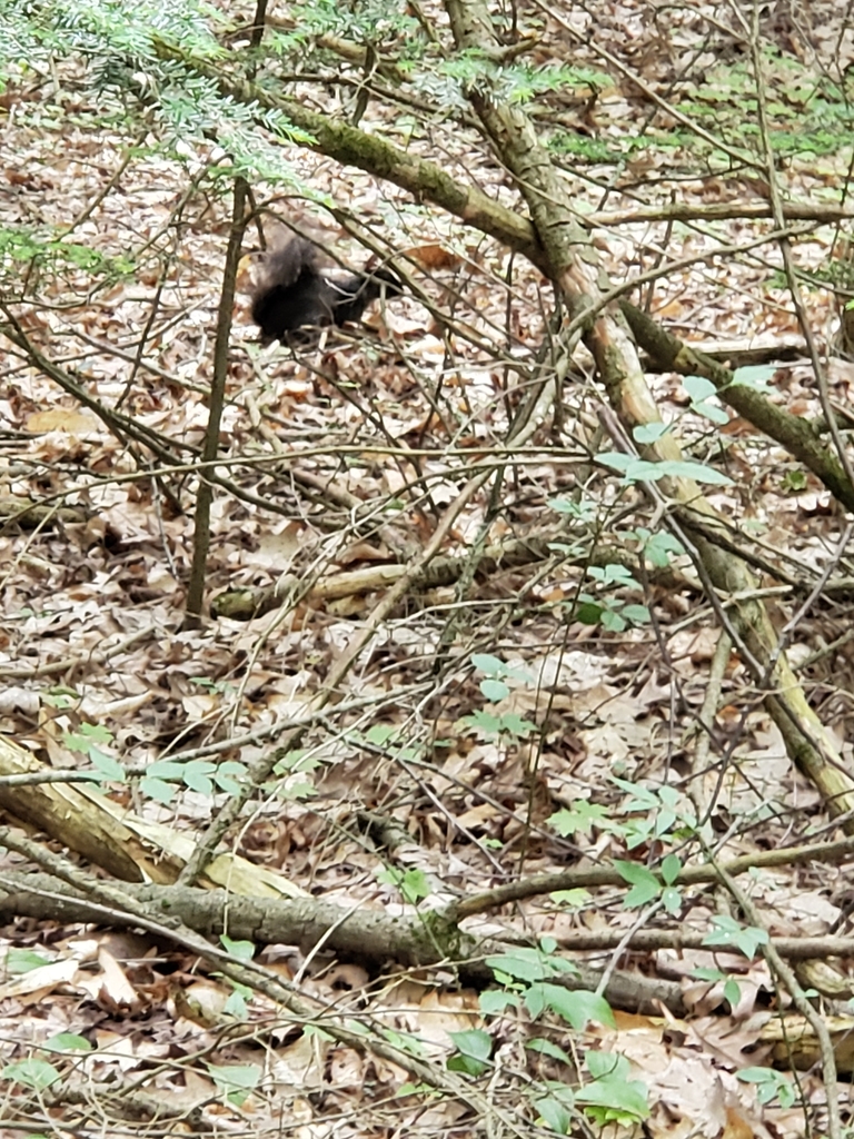 Eastern Gray Squirrel from Canton, CT 06019, USA on June 10, 2020 at 04