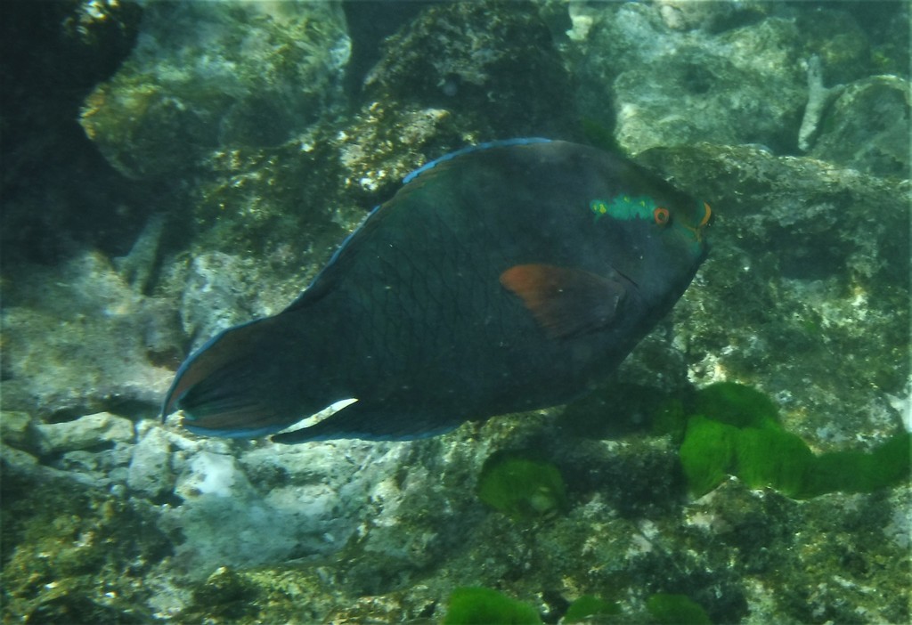 Swarthy Parrotfish from Baie Sainte Anne, Seychelles on October 9, 2017