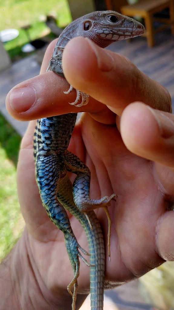 13 Lizards With Blue Bellies (Pictures and Identification)