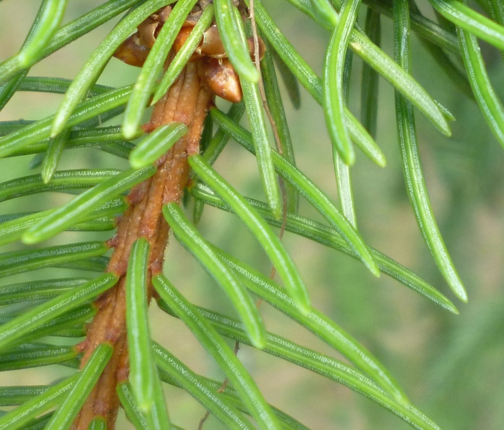 Norway Spruce (Brandeis University Lichen, Fungi and Nonflowering