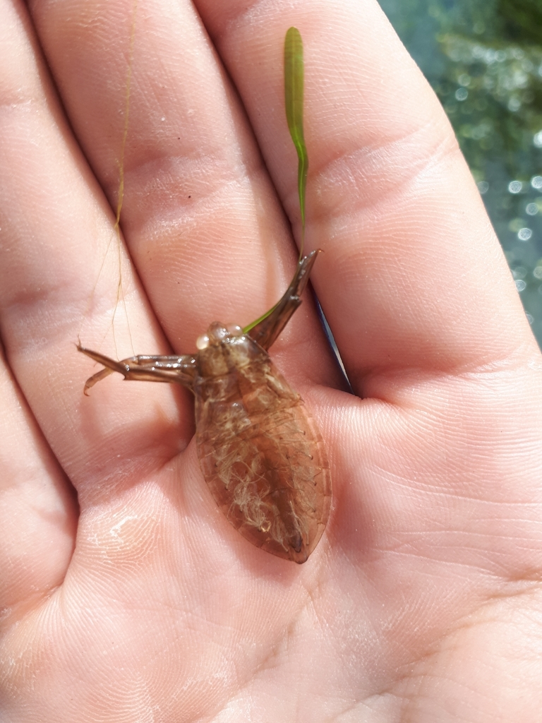 Lethocerinae from Crapaud, PE C0A 1J0, Canada on July 27, 2020 at 1207