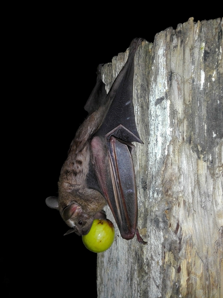 Great Fruiteating Bat from Catacamas, Honduras on October 9, 2019 at