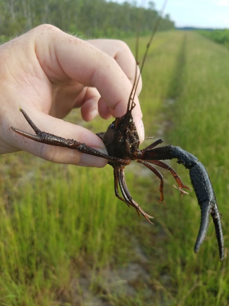 White River Crayfish from East Lake, NC, USA on July 25, 2020 at 0821 AM by Eric Kelvington