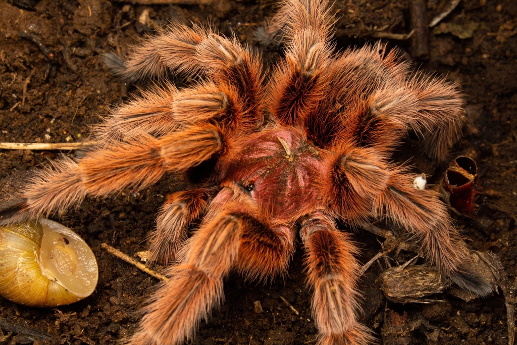 Topo 91+ imagem tarantula rosa chilena br.thptnganamst.edu.vn