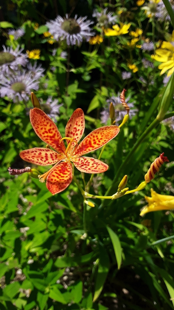 Blackberry Lily from Dell Grove Township, MN, USA on August 05, 2020 at 0217 PM by Ashley