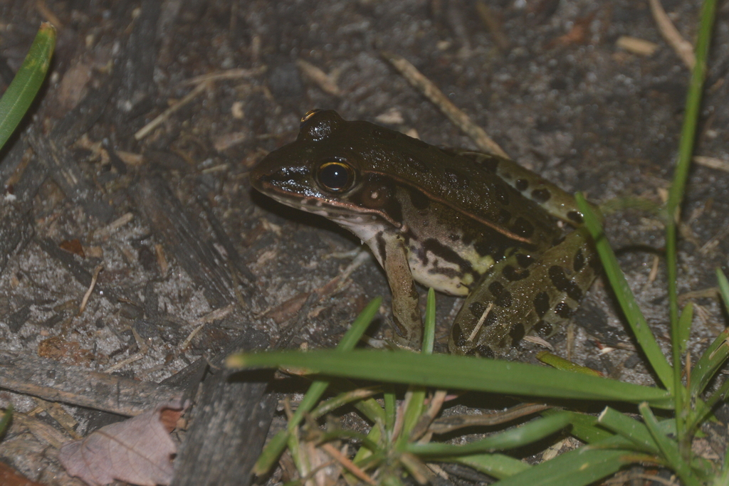 Southern Leopard Frog from Newport, NC 28570, USA on August 6, 2020 by