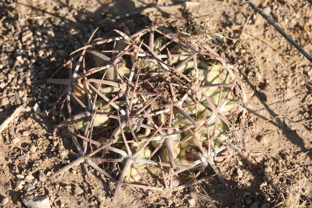 Horse Crippler Cactus from Pecos, Texas, United States on August 11