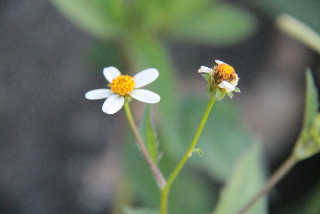 blackjack (Weeds of Bhutan) · iNaturalist