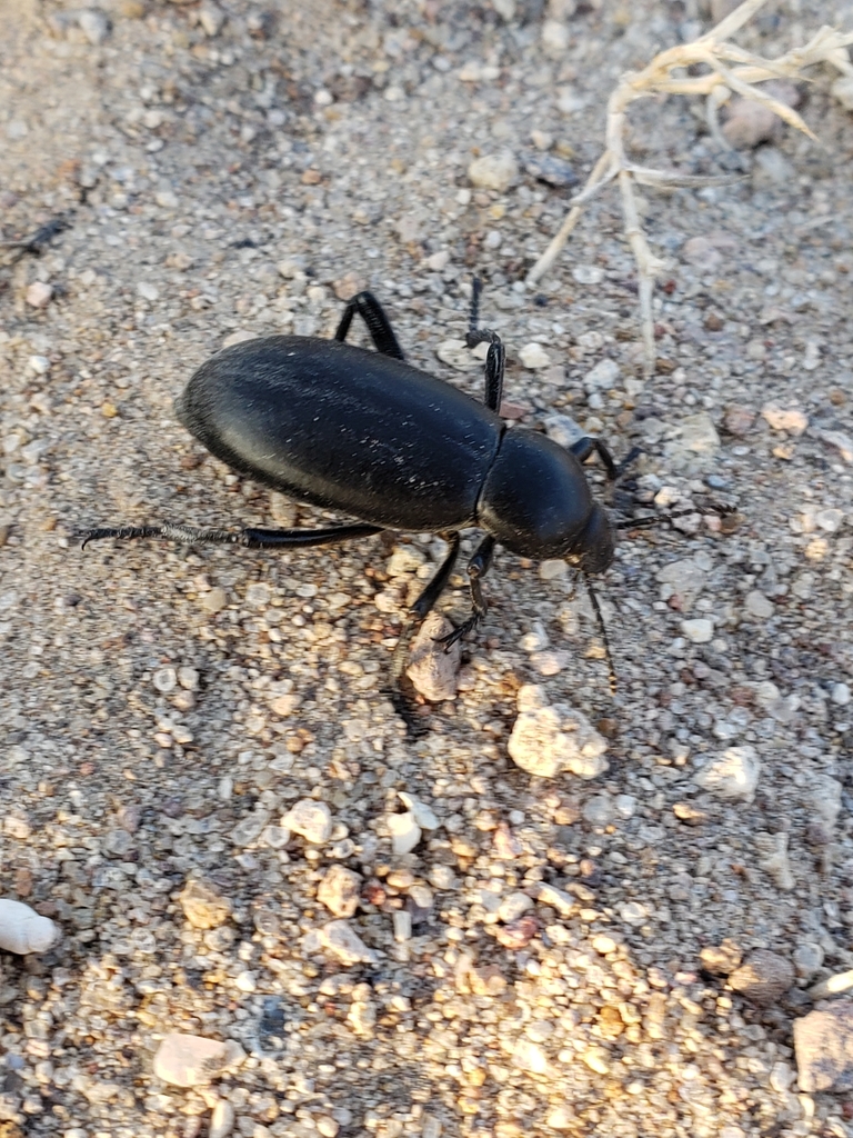 Desert Stink Beetles from Alamo, NV 89001, USA on September 19, 2020 at 0711 AM by Stiv
