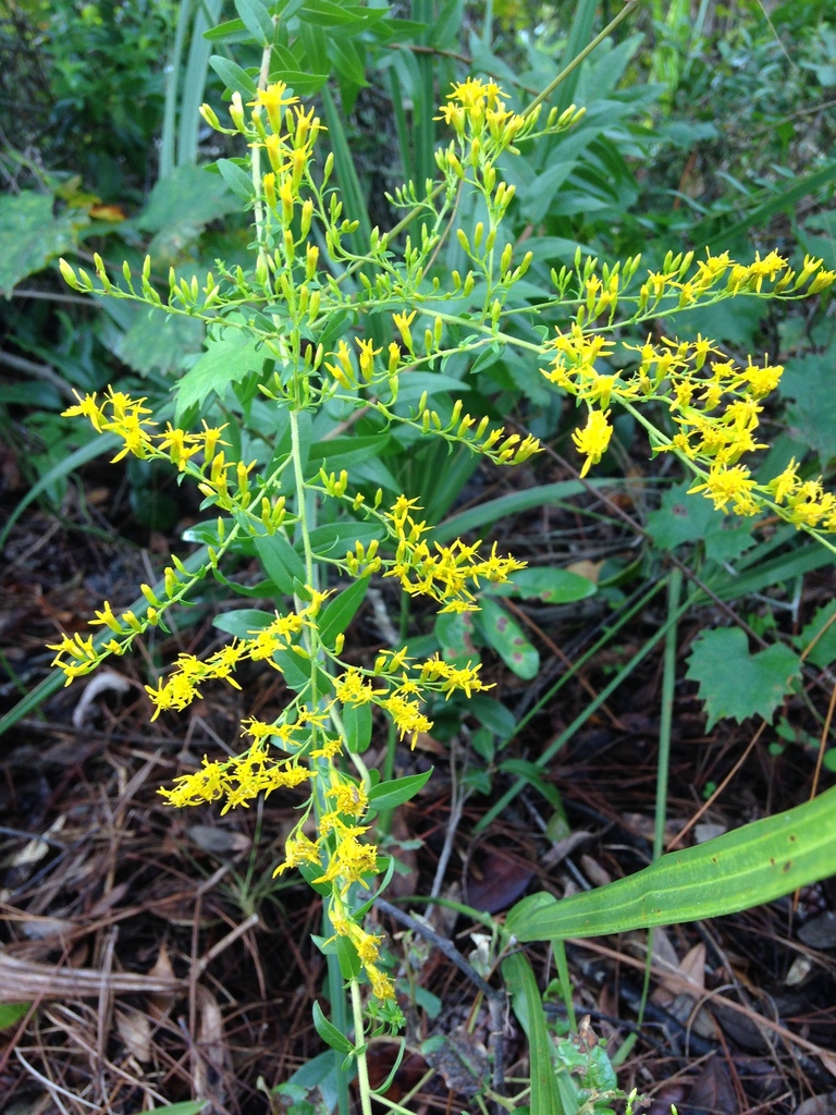 Sweet Goldenrod (SPC Florida Plants ) · iNaturalist