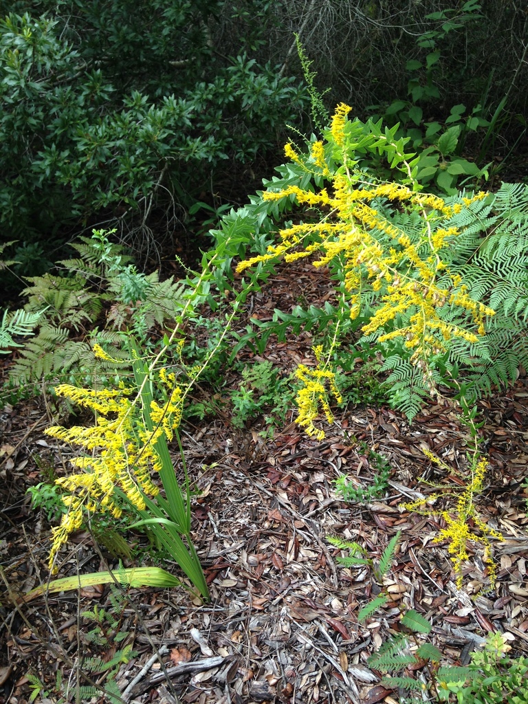 Sweet Goldenrod (SPC Florida Plants ) · iNaturalist