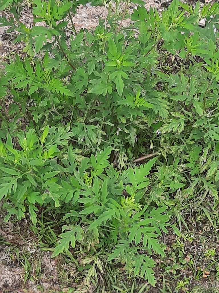 common ragweed from Haines City, FL 33844, USA on September 11, 2020 at