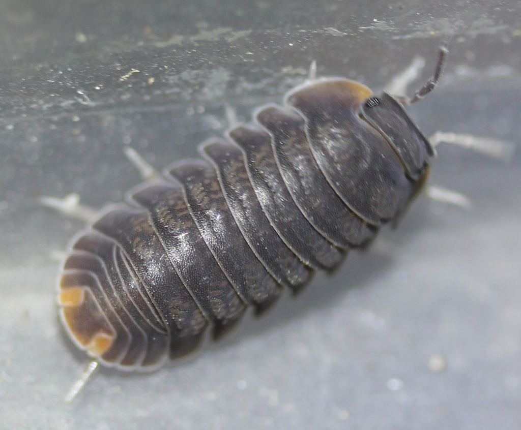 Little Sea Pillbug (Terrestrial Isopods (Oniscidea) of North America