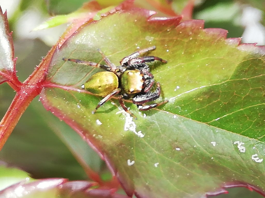 Buttonhook Leafbeetle Jumping Spider from Tlajomulco de Zúñiga on